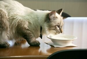 Кролики любят морковь, а коты - молоко: 9 знакомых с детства фактов, которые оказались неправдой