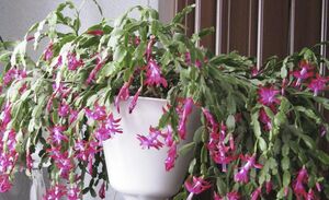 Рекомендации цветовода: что добавить в воду для полива декабриста