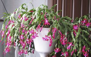 Рекомендации по уходу: что добавить в воду для полива декабриста