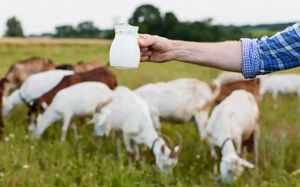 Козье молоко: польза и вред продукта для организма