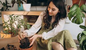 Почему все начали массово выращивать комнатные растения