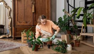 Неприхотливые комнатные растения