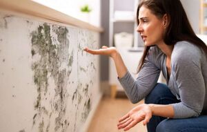 Что делать если в доме или на даче появилась плесень