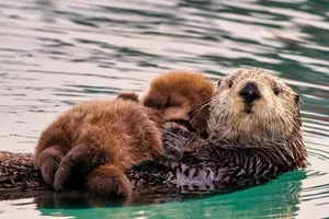 Феноменальная память и «кошачьи» повадки: удивительные факты о выдрах