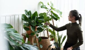 Почему в 2026 году без большого растения в интерьере не обойтись