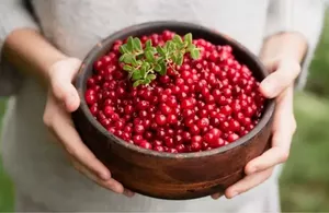 Чем полезна брусника?