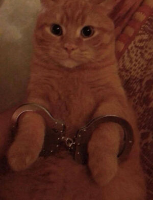 15 фото рыжих котиков, которые попали в небольшую передрягу