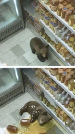 Хорошенькие и забавные фото наших маленьких пушистых друзей