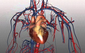 Сердце и сосуды: 10 мифов, которые могут стоить вам жизни