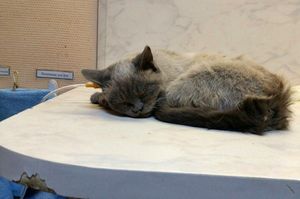 Жительница Новоалтайска спасла кошку, которая семь дней сидела в вентиляции!
