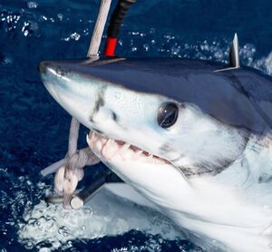 Охота на акул