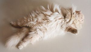 Почему кошка линяет и что может сделать хозяин?