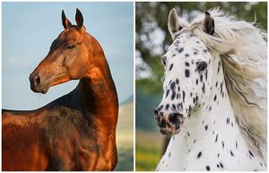 5 уникальных пород лошадей, способных впечатлить даже искушённого зрителя