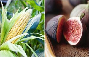 Ацтекские боги кукурузы и злой инжир: каким продуктам в древности приписывали сакральный смысл