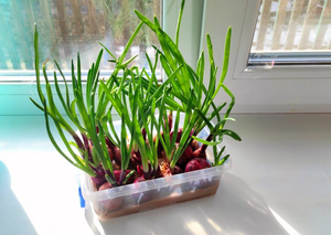 Как вырастить зелёный лук дома круглый год в упаковке из-под яиц