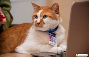 Коту Мостику 10 лет...