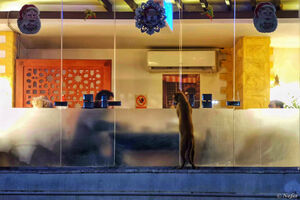 Кормить уличных кошек в Хургаде