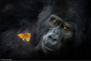 «Сила и хрупкость природы»