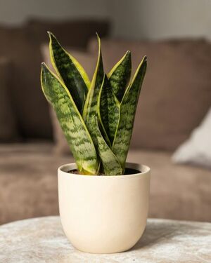 Зелень для спальни