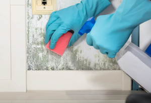 Плесень в доме: как бороться с незваным гостем