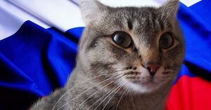 Россия стала самой "кошачьей" страной мира...