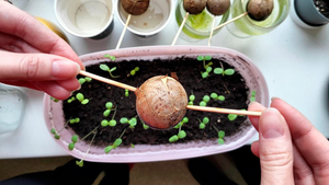 Как вырастить авокадо из косточки и превратить её в домашнее деревце