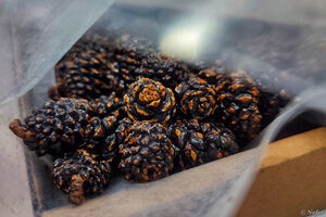 Ежедневно съедаю по пять-десять шишек