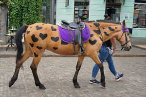 1990-2020. «Год лошади» на снимках Игоря Стомахина