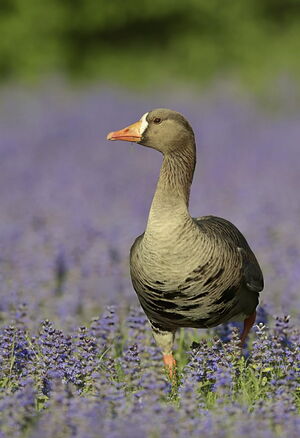 Гренландия. Часть 4
