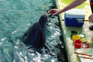 10-е годы XXI века на снимках Игоря Стомахина. 2014. «Научно-практический центр дельфинотерапии»