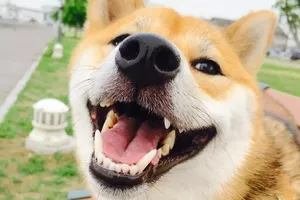 Правда ли, что собаки умеют улыбаться и смеяться?