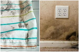 Как предотвратить плесень и что делать, если она уже появилась?