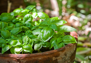 Как посеять базилик букетным способом: простой способ вырастить много ароматной зелени