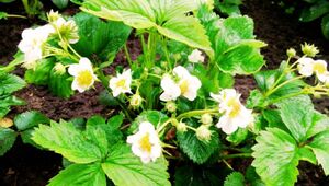 Молочная подкормка для клубники: способ, который повышает урожайность