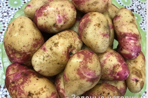 Высаживаю картофель «перевернутым» способом — так меня научил родственник из Белоруссии, и урожай всегда радует