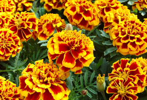 Как посеять бархатцы «букетным способом» — просто и эффективно