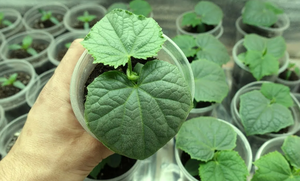 Ранний урожай огурцов без лишних хлопот: необычный способ посадки