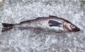 Диетолог объяснит, почему минтай полезнее мяса и многих других видов рыбы