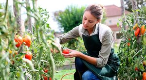 Секреты отличного урожая томатов