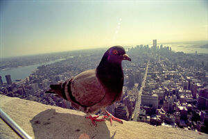 Нулевые на снимках Игоря Стомахина. 2001. «Нью-Йорк»