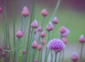 Какие удобрения надо подготовить уже сейчас