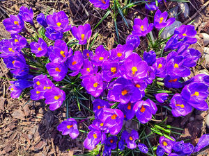 В парке Музеон цветут крокусы