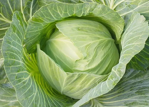 Капуста — простой продукт с неожиданной пользой