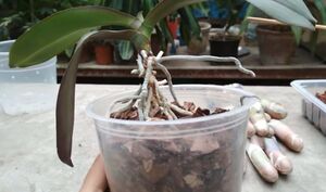 Как омолодить орхидею