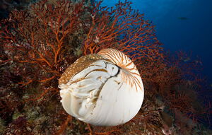 Большой Барьерный риф. Часть 4