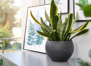 Сансевиерия: идеальное растение для дома и как правильно её пересадить