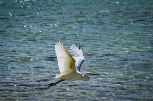 Большой Барьерный риф. Часть 5