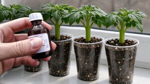 1 капля — и даже самая тонкая рассада заметно крепнет прямо на глазах! Моя проверенная подкормка для огурцов, помидоров и перца.