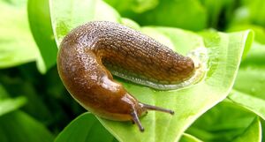 Чтобы защитить свои растения от слизней, понадобятся всего два продукта, которые найдутся на кухне у каждого.