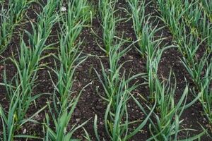 Чем обработать чеснок весной, чтобы не было вредителей. Мой проверенный способ, который действительно работает